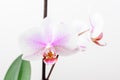 Close up white and vivid pink Phalaenopsis orchid flowers in full bloom isolated on a white wall in a studio background Royalty Free Stock Photo