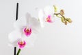 Close up white and vivid pink Phalaenopsis orchid flowers in full bloom isolated on a white wall in a studio background Royalty Free Stock Photo