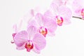 Close up white and vivid pink Phalaenopsis orchid flowers in full bloom isolated on a white wall in a studio background Royalty Free Stock Photo