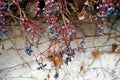 Close up of a white wall partly covered with Boston ivy, in Latin Parthenocissus tricuspidata, with dry fruits on it in winter.