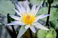 Close up of white water lily flower Royalty Free Stock Photo