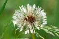 Close-up white wet air dandelion with a lot of details in spring in meadow with seeds after rain with insect Royalty Free Stock Photo