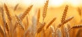 close up of white wheat stalks on a field of grain at sunset