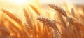 close up of white wheat stalks on a field of grain at sunset