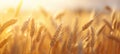 close up of white wheat stalks on a field of grain at sunset