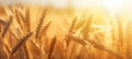 close up of white wheat stalks on a field of grain at sunset Royalty Free Stock Photo