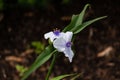 Close up of a white Widows Tears blossom in the garden