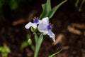 Close up of a white Widows Tears blossom in the garden