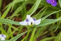 Close up of a white Widows Tears blossom in the garden