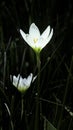 The beautiful and pure crocus with weeds Royalty Free Stock Photo