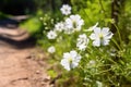 close up of white wildflowers along the trail