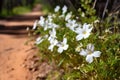 close up of white wildflowers along the trail