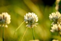 Close-up of white wildflowers of clover in the backlight of the setting sun on a defocused background Royalty Free Stock Photo