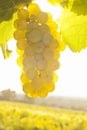 Close-up of white wine grapes in a vineyard in the morning sun Royalty Free Stock Photo