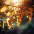 Close Up White wine grapes in vineyard on a sunny day. Grapes fruits and summer time Royalty Free Stock Photo
