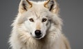 Close-Up of a White Wolfs Face