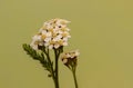 Close-up Of White Yarrow Blossom