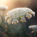 Close up of white yarrow flowers with dew drops at sunset