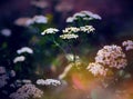 Close-up on a white yarrow plant in bloom