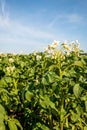 White-yellow blossoms of potato plants up close Royalty Free Stock Photo