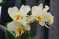 Close up of the white and yellow color of Rhyncattleanthe Pyscho Bride NN orchids