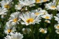 Close up of white and yellow daisy flower with honey bee collecting pollen Royalty Free Stock Photo