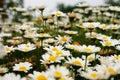 Many white yellow daisy flowers background Royalty Free Stock Photo