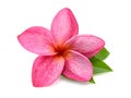 A pink frangipani flower petal close up. Royalty Free Stock Photo