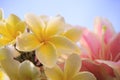 Close up of white yellow frangipani flower petal with pink lilly Royalty Free Stock Photo