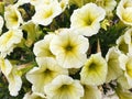 Close up of white and yellow Petunia flowers Royalty Free Stock Photo