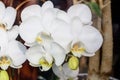 Close up white and yellow Phalaenopsis orchid flowers in full bloom in a garden pot in a sunny summer day, beautiful outdoor flora Royalty Free Stock Photo