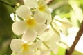 Close up of white yellow plumeria flower frangipani blooming in the garden Royalty Free Stock Photo
