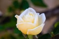 Close up of a white and yellow rose