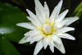 Close up white yellow water lily flower petal when blooming Royalty Free Stock Photo