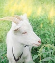 Close up white young goat in farm in a meadow Royalty Free Stock Photo