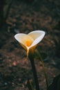 Close-up of a white zantedeschia flower