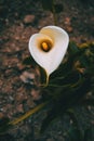 Close-up of a white zantedeschia flower