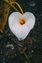 Close-up of a white zantedeschia flower