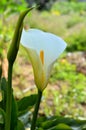 Close-up of White Zantedeschia Flowers, Calla, Arum Lily