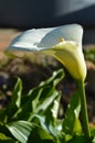 Close-up of White Zantedeschia Flowers, Calla, Arum Lily