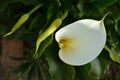 Close-up of White Zantedeschia Flowers, Calla, Arum Lily