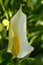 Close-up of White Zantedeschia Flowers, Calla, Arum Lily