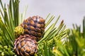 Close up of Whitebark Pine Pinus albicaulis cones surrounded by long, green, needles; California Royalty Free Stock Photo