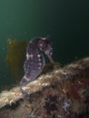 Close up of a Whites seahorse, sea horse Hippocampus Whitei clinging at the shark net of Watsons Bay aquatic pool