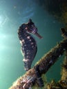 Close up of a Whites seahorse, sea horse Hippocampus Whitei clinging at the shark net of Watsons Bay aquatic pool
