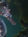 Close up of a Whites seahorse, sea horse Hippocampus Whitei clinging at the shark net of Watsons Bay aquatic pool