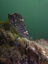 Close up of a Whites seahorse, sea horse Hippocampus Whitei clinging at the shark net of Watsons Bay aquatic pool