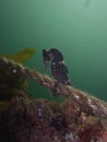 Close up of a Whites seahorse, sea horse Hippocampus Whitei clinging at the shark net of Watsons Bay aquatic pool