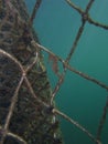 Close up of Whites seahorse, sea horse Hippocampus Whitei clinging at the shark net of Watsons Bay aquatic pool