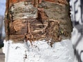 A close-up of a whitewashed tree trunk. Texture. Tree whitewashing. Springtime. Royalty Free Stock Photo